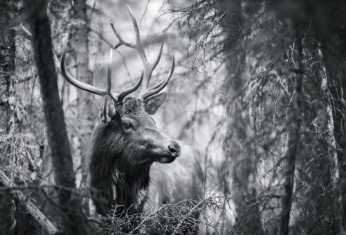 Fototapeta Każdy z nich, dzikiej przyrody i Natura