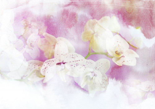 Fototapeta Kwiaty na różowym tle 