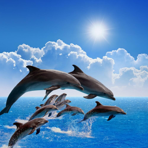 Fototapeta Stado delfinów podczas skoku