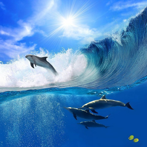 Fototapeta Delfiny na falach