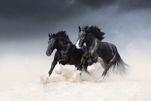Fototapeta Galop czarnych koni 