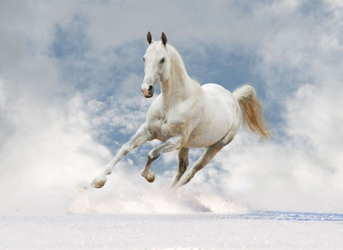 Fototapeta Biały kon