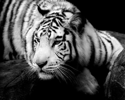 Fototapeta Biały tygrys na przyrodzie