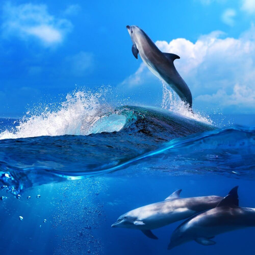 Fototapeta Skok delfinów