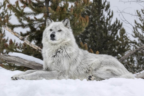 Fototapeta Biały wilk 