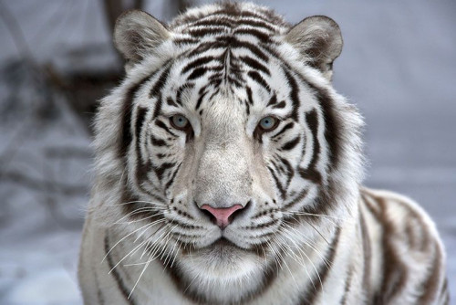Fototapeta Podobizna białego tygrysa