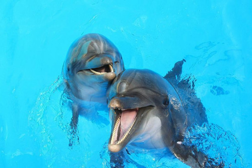 Fototapeta Wesołe delfiny