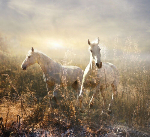 Fototapeta Białe konie