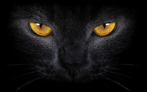 Fototapeta Piękny czarny kot