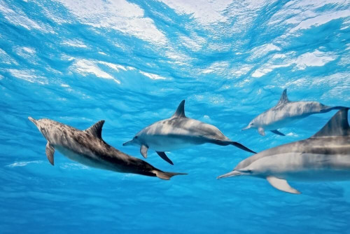 Fototapeta Delfiny w morzu