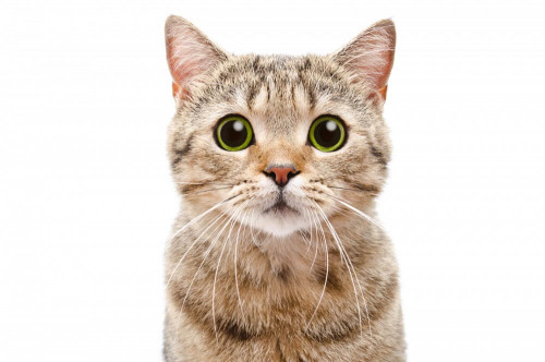 Fototapeta Zielone oczy kota 
