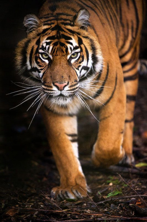 Fototapeta Tygrys w lesie