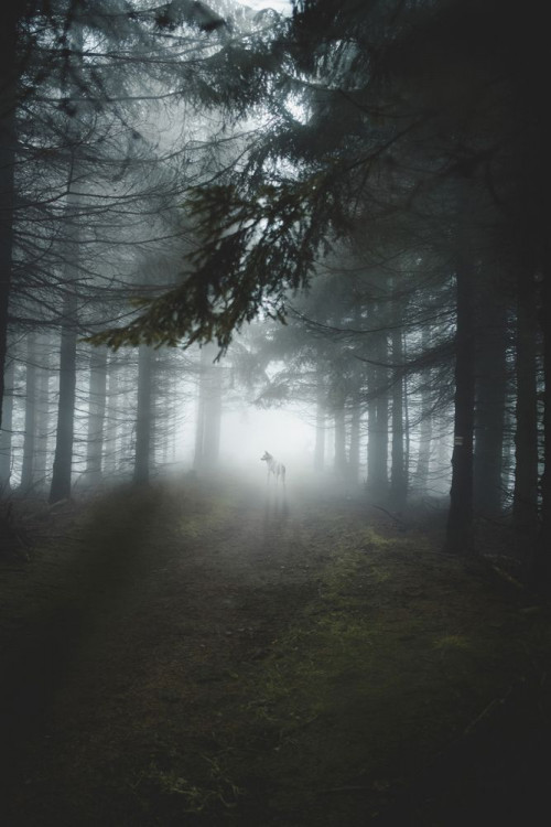 Fototapeta Drzewo, zjawisko atmosferyczne i Natura