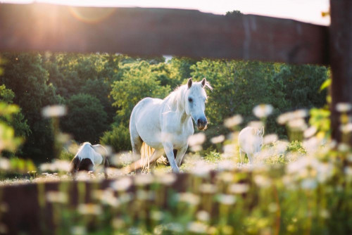 Fototapeta Koń, światło i światło słoneczne