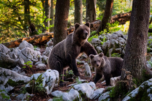 Fototapeta Niedźwiedź grizzly, Niedźwiedź i brązowy niedźwiedź