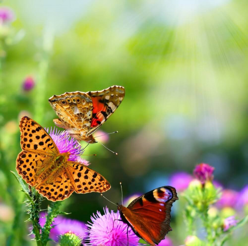 Fototapeta Motyle na wiosennych kwiatach