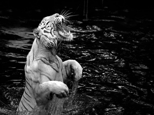 Fototapeta Tygrys w wodzie