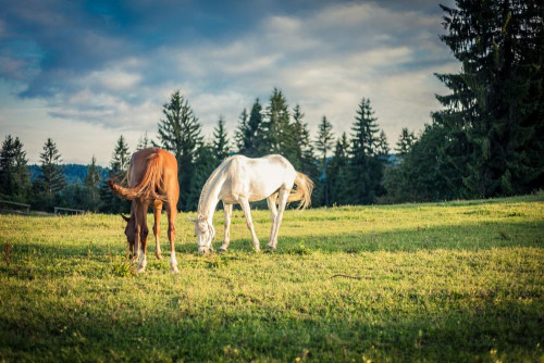 Fototapeta Pastwisko, koń i naturalny krajobraz