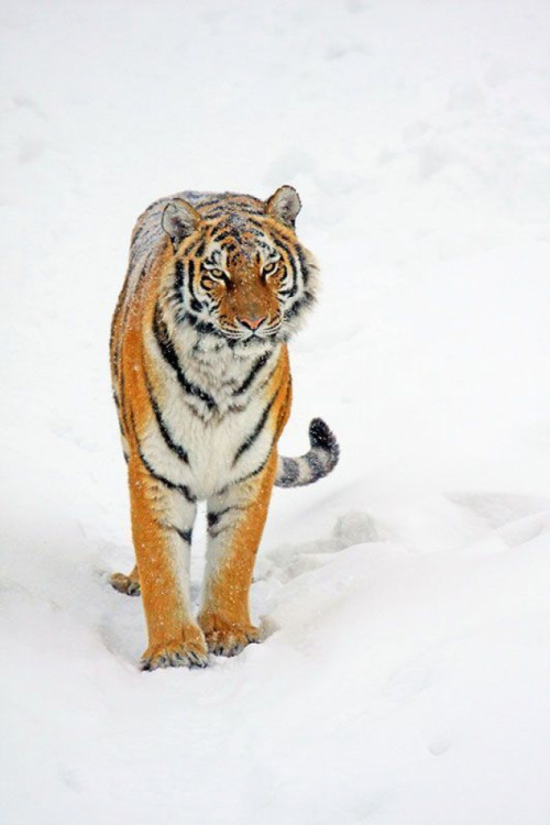 Fototapeta Tygrys na śniegowi