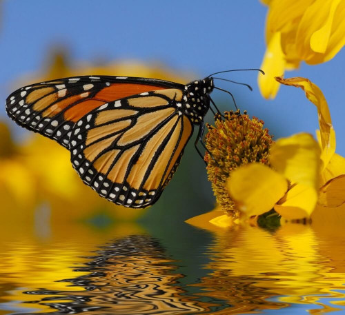 Fototapeta Motyl nad wodą