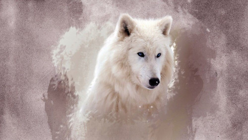 Fototapeta Snow Wolf