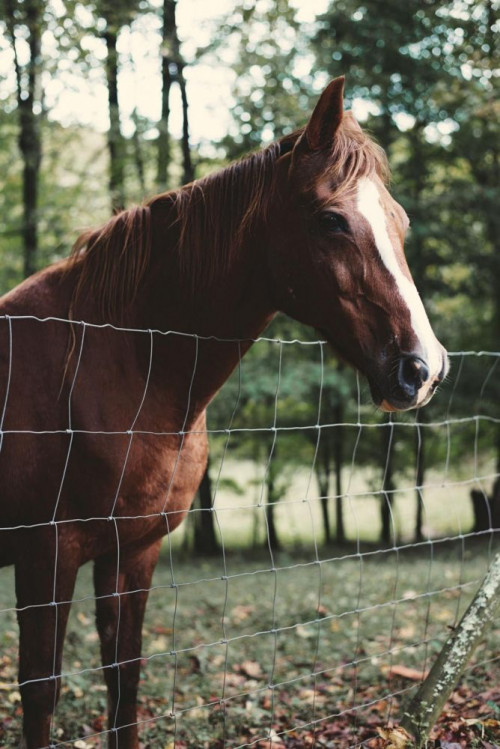 Fototapeta Ssak, kręgowiec i koń