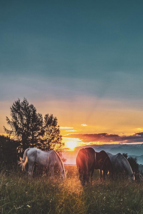 Fototapeta Niebo, pasący się i Natura