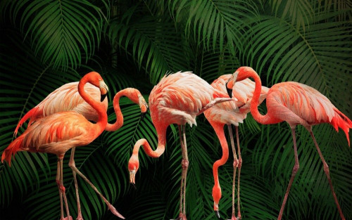 Fototapeta Flamingi i dżungla