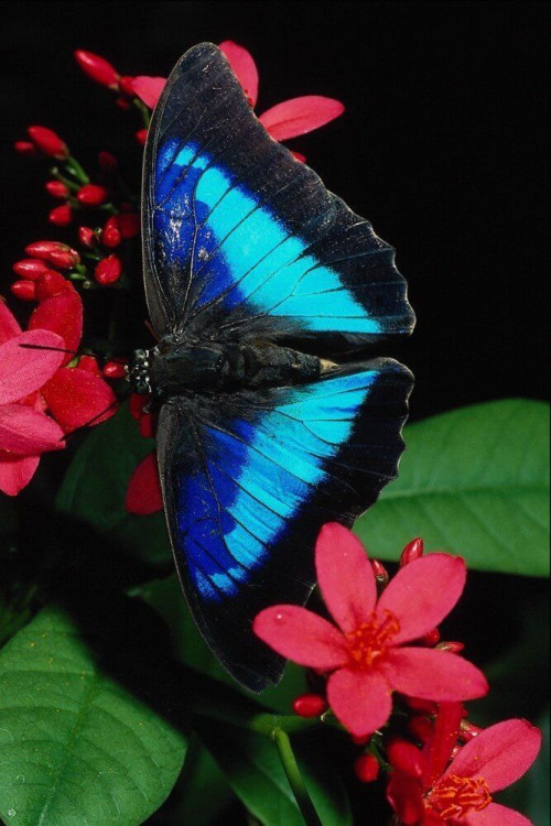 Fototapeta Motyl