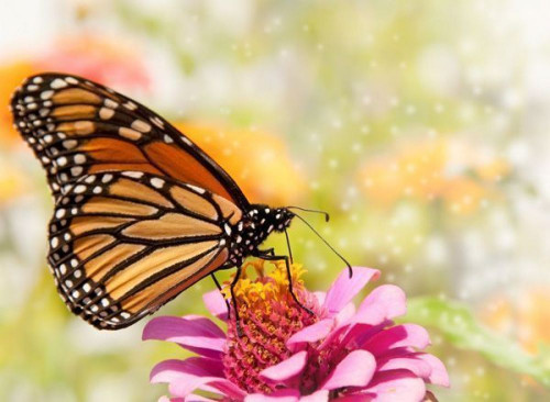 Fototapeta Motyl na różowym pąku