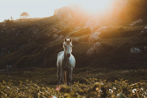 Fototapeta Koń, niebo i naturalny krajobraz