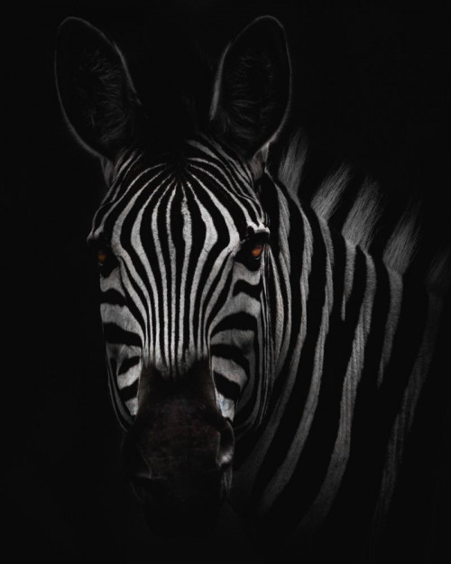 Fototapeta Zebra, dzikiej przyrody i czarny