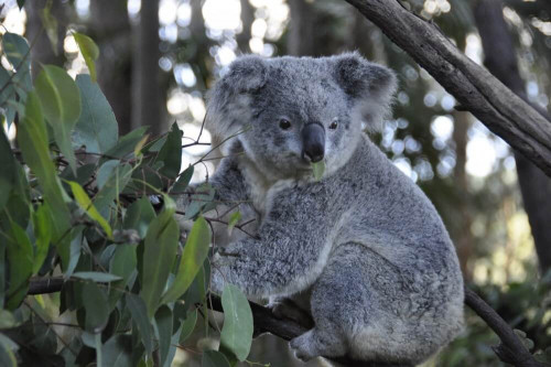 Fototapeta Koala 