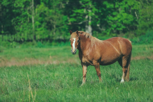 Fototapeta Ssak, koń i kręgowiec