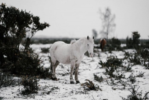 Fototapeta Koń, śnieg i zimowy