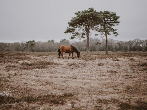 Fototapeta Pasący się, koń i pastwisko