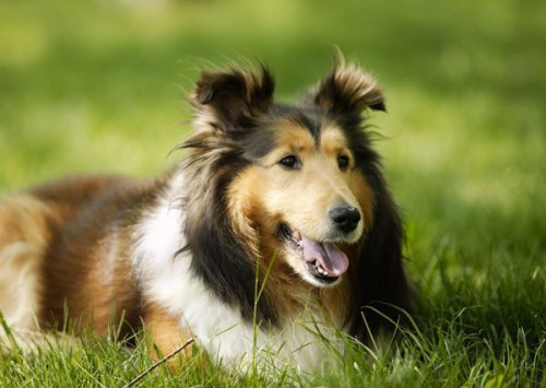 Fototapeta Collie