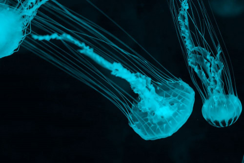 Fototapeta Niebieski, Meduza i cnidaria