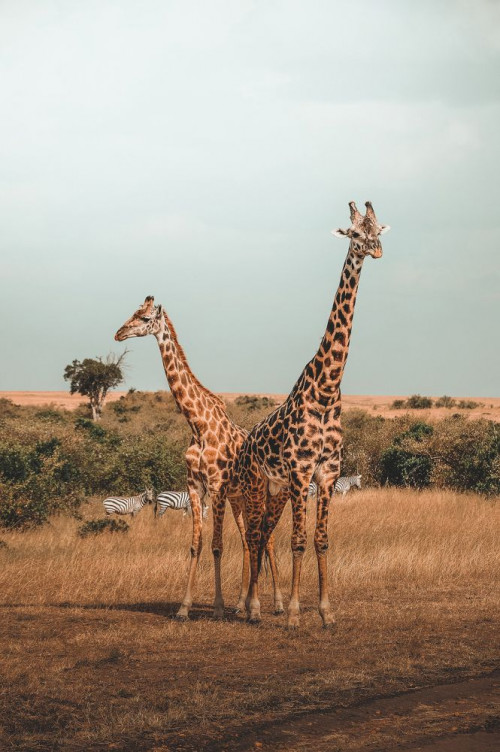 Fototapeta Giraffidae, żyrafa i zwierzę lądowe