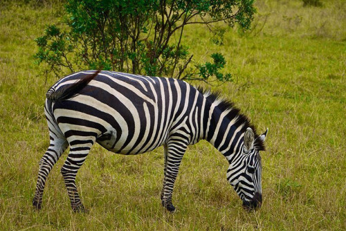 Fototapeta Zebra na przechadzce