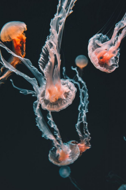 Fototapeta Meduza, cnidaria i organizm