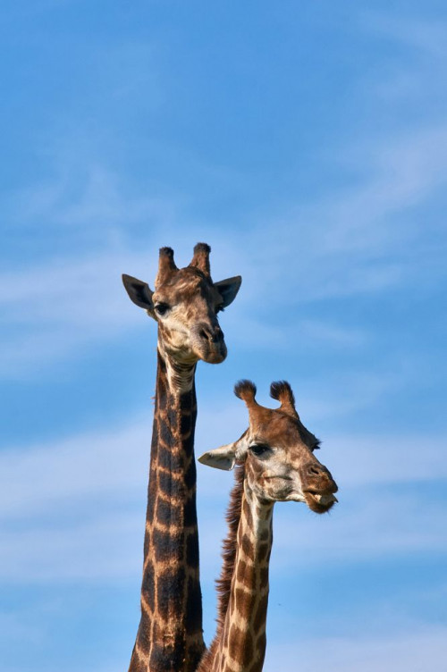 Fototapeta żyrafa, giraffidae i dzikiej przyrody