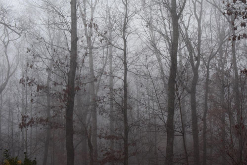 Fototapeta Drzewo, zjawisko atmosferyczne i Natura