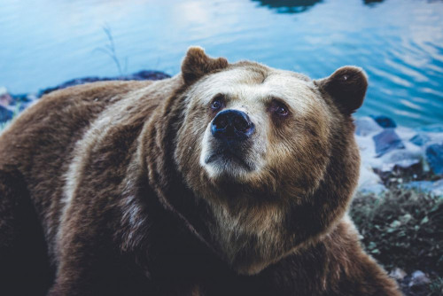 Fototapeta Brązowy niedźwiedź, kręgowiec i Niedźwiedź grizzly