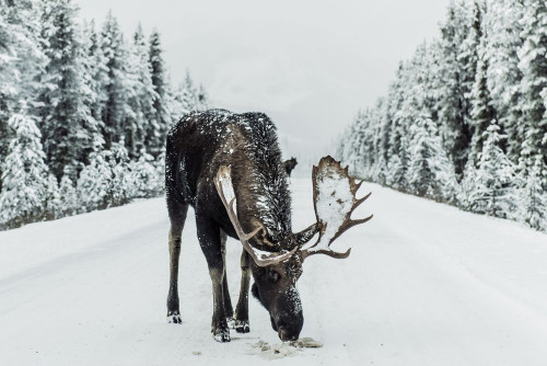 Fototapeta Renifer, dzikiej przyrody i śnieg