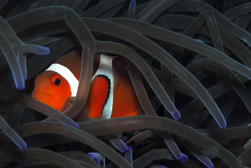 Fototapeta Anemonowa ryba, ryba i pomacentridae