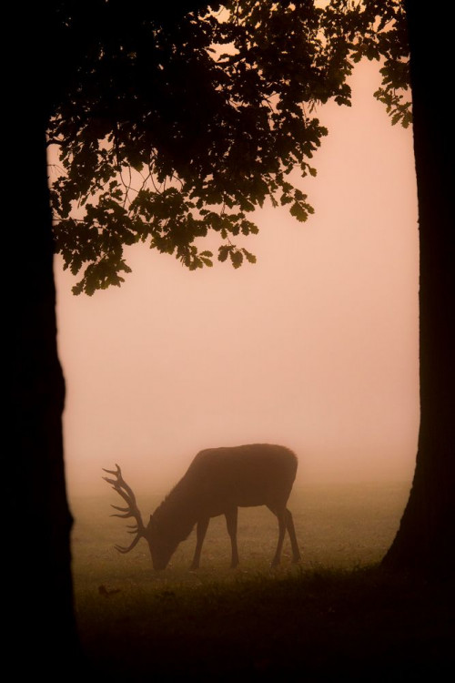 Fototapeta Zjawisko atmosferyczne, dzikiej przyrody i ranek