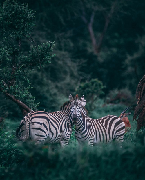 Fototapeta Zebra, dzikiej przyrody i zwierzę lądowe