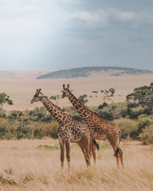 Fototapeta Giraffidae, żyrafa i dzikiej przyrody