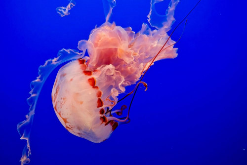 Fototapeta Meduza, bezkręgowce morskie i bezkręgowy